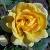 rosajemmagiblincflorogerltd2a