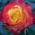 rosalittleamycflorogerltd1