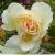 rosapenelopecflorogerltd1