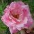 rosapinkparfaitcflorogerltd1