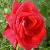 rosareddevilcflorogerltd1a