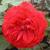 rosarosemaryrosecflorogerltd1a