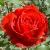 rosarubyweddingcflorogerltd1a