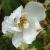 rosaseagullcflorogerltd1