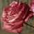 rosasuperstarflot1a1