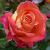 rosatropicaltwistcflorogerltd1