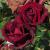 rosablackflo2jackgarnonwilliams