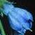 russiancflocomfrey1