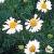 scentedcflomayweed1a