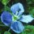 slendercflospeedwell1