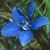 springcflogentian1