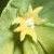 suncflospurge1a