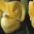 treecflolupin1