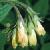 tuberouscflocomfrey1