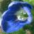 wallcflospeedwell1