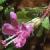 wildcflothyme1