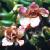 wildcflosazalea1