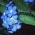 woodcfloforgetmenot1