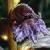 yarrowcflobroomrape1