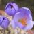 crocuscflopulchelluskevock1