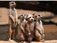 meerkatswithcat