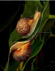 snailstoscotland