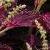 Coleus9cfolIMG9583beddingtrialsolenostemongarnonswilliams