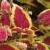 Coleusbeddingtrialsolenostemon3cfolIMG9564garnonswilliams