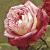 anderrosadailysketchflomiddlea91
