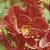 anderrosaorangeadefloa255kew22jun1