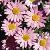argyranthemumsflotcmadeiralightpink1a1
