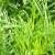 cosmoscfolbipinnatuspuritygarnonswilliams1a1
