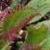 dColeus18cfolIMG9611beddingtrialsolenostemongarnonswilliams