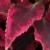 dColeus21cfolIMG9621beddingtrialsolenostemongarnonswilliams