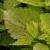 dColeus23cfolIMG9627beddingtrialsolenostemongarnonswilliams