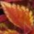 dColeus28cfolIMG9645beddingtrialsolenostemongarnonswilliams