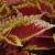 dColeus29cfolIMG9648beddingtrialsolenostemongarnonswilliams