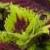 dColeus36cfolIMG9670beddingtrialsolenostemongarnonswilliams