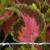 dColeus37cfolIMG9675beddingtrialsolenostemongarnonswilliams