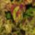 dColeus40cfolIMG9682beddingtrialsolenostemongarnonswilliams