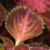 dColeus41cfolIMG9685beddingtrialsolenostemongarnonswilliams