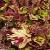 dColeus46cfolIMG9700beddingtrialsolenostemongarnonswilliams