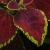 dColeus47cfolIMG9703beddingtrialsolenostemongarnonswilliams