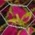 dColeus49cfolIMG9709beddingtrialsolenostemongarnonswilliams