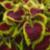 dColeus50cfolIMG9712beddingtrialsolenostemongarnonswilliams