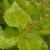 dColeus51cfolIMG9715beddingtrialsolenostemongarnonswilliams