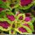 dColeus52cfolIMG9718beddingtrialsolenostemongarnonswilliams