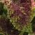 dColeus58cfolIMG9736beddingtrialsolenostemongarnonswilliams