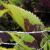 dColeus65cfolIMG9758beddingtrialsolenostemongarnonswilliams