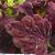 dColeus66cfolIMG9762beddingtrialsolenostemongarnonswilliams
